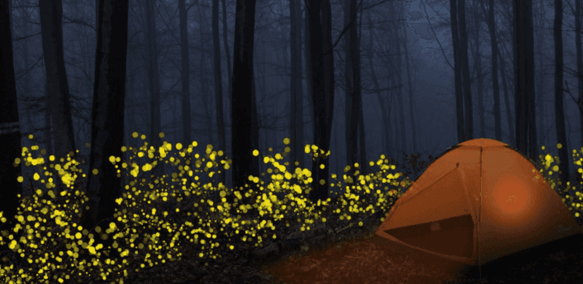 Fireflies and Music